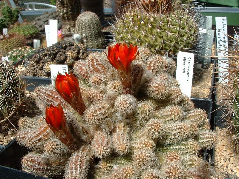 Chamaecereus silvestrii.JPG